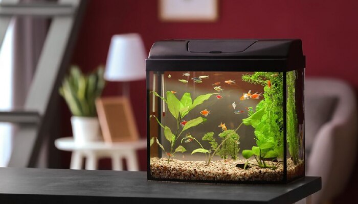 Vastu tips : घरात Fish Tank ठेवत असाल तर हे नियम जरूर पाळा; अन्यथा आर्थिक स्थिती होईल कमकुवत