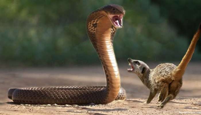 Mongoose VS King Cobra Fight Video: किंग कोब्रा आणि मुंगूसची फाईट, वातावरण टाईट!