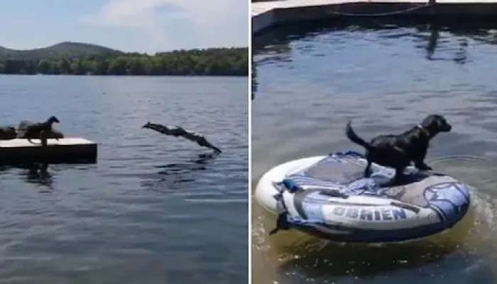 मालकाला वाचवण्यासाठी कुत्र्याची पाण्यात उडी,VIDEO होतोय व्हायरल