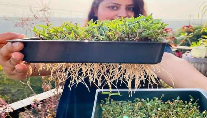  Hydroponic Farming : आता करता येणार मातीविना शेती; जाणून घ्या नवे तंत्रज्ञान