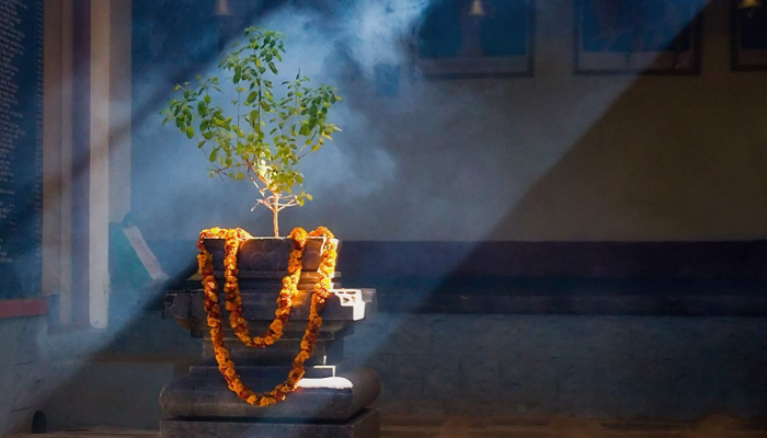  Astro Tips For Tulsi: तुळशीची पूजा करताना हे केल्यास घरात येईल सुख-समृद्धी