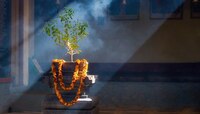 Astro Tips For Tulsi: तुळशीची पूजा करताना हे केल्यास घरात येईल सुख-समृद्धी