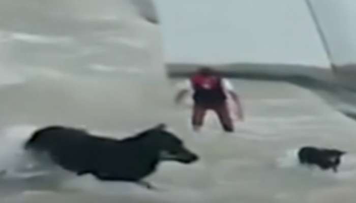 पाण्याच्या प्रवाहात अडकलेल्या कुत्र्याला मदत करायला गेला अन्..., पाहा Viral Video 