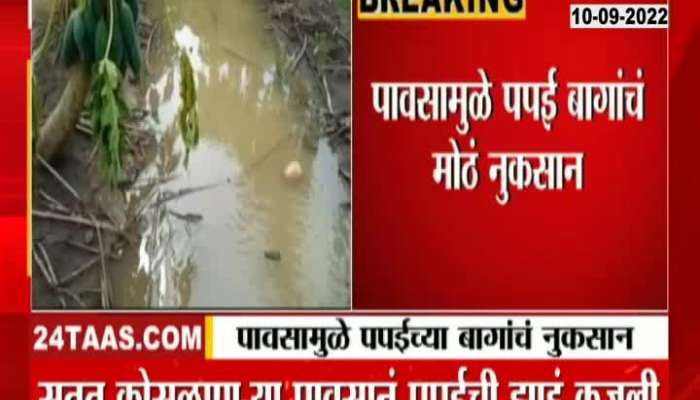 Damage to papaya orchards due to heavy rains in Solapur
