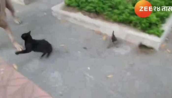 Just as the dog was about to hunt the puppy, the cat came running...look what happened next