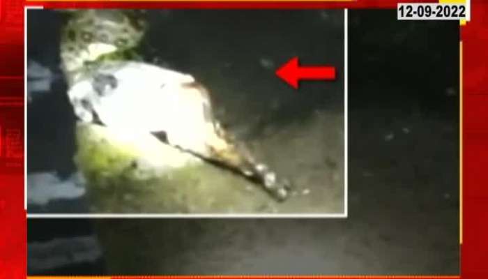 Baby goat swallowed by a python, watch the thrilling video