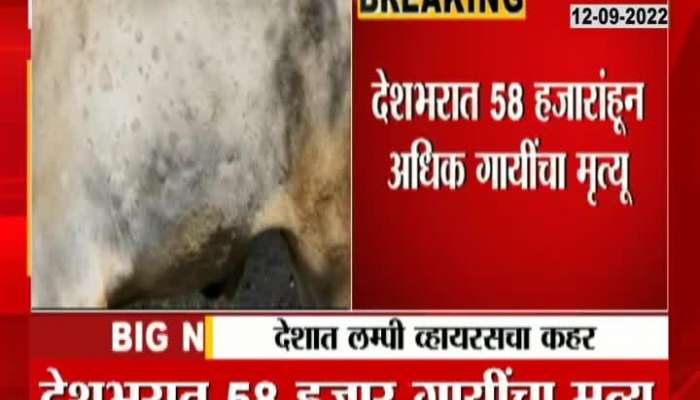Shocking! More than 58 thousand cows died due to lumpy disease in the country