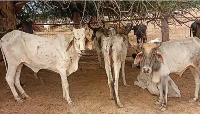 महाराष्ट्रासह देशात लम्पी व्हायरसचा कहर, देशभरात 58 हजारांहून अधिक गायींचा मृत्यू