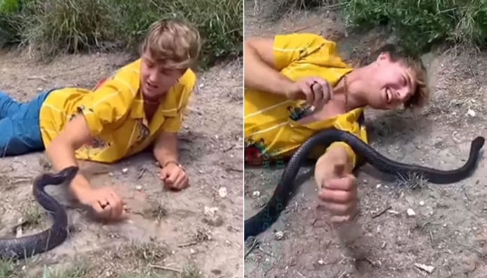 Snakes: अत्यंत विषारी सापासमोर येऊन झोपला...पुढे काय झालं पाहा हा अवाक् करणारा Video