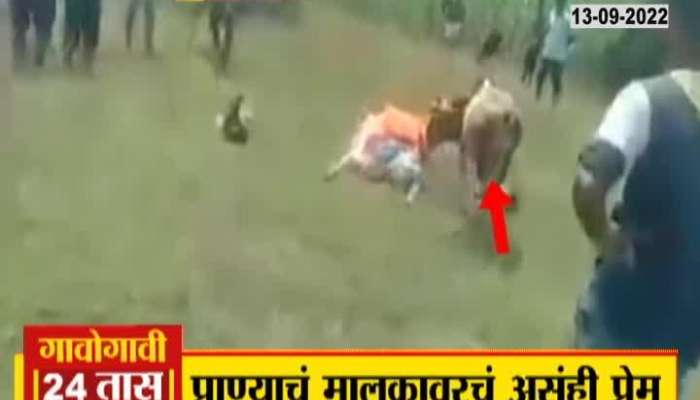 The death of the owner caused the calf to break the hambarda, the video was caught on camera