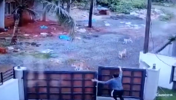 दोन मुलांच्या मागे धावली कुत्र्यांची टोळी...हा थरारक Video पाहिला का? 