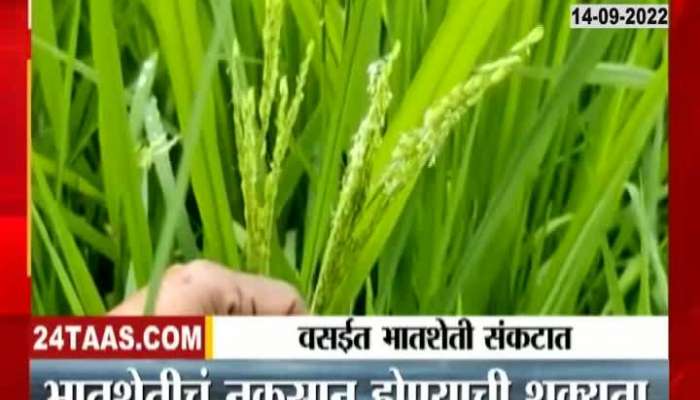 Heavy Rainfall Impact On Rise Farming at Vasai 