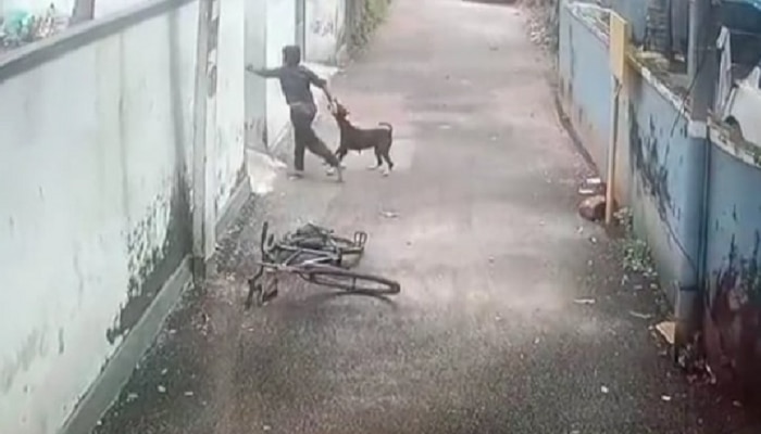 सायकल चालवणाऱ्या मुलावर कुत्र्याचा हल्ला, Video पाहून उडेल थरकाप