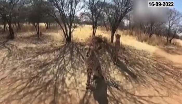 First look of Cheetahs that will be brought from Namibia to India