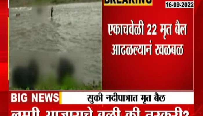 Jalgaon Suki River Twenty Two Bulls Found Dead In Controversy