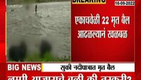 VIDEO । खळबळजनक! सुकी नदीपात्रात एकाचवेळी 22 मृत बैल आढळले