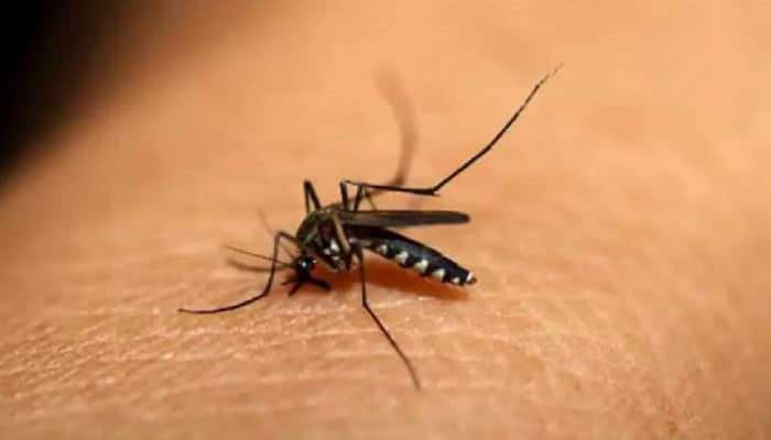 डेंग्यू,मलेरिया झाल्यावर शरीरातील प्लेटलेट्स कसे वाढवाल? जाणून घ्या