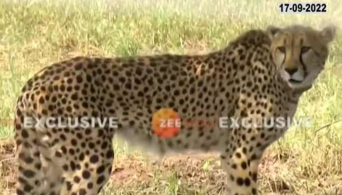 Eight cheetahs entered India in the presence of Prime Minister Modi