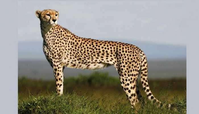Cheetah Is Back : 70 वर्षांनंतर भारतात पुन्हा चित्ते, विशेष विमानाने 8 चित्ते दाखल 