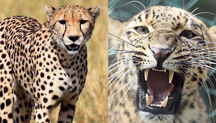 Cheetah Vs Leopard : चित्ता आणि बिबट्या यांच्यात काय फरक आहे? हे वैशिष्ट्य दोघांना करते वेगळे 