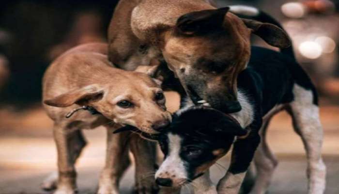 भटक्या कुत्र्यांमुळे केरळ सरकारने सुप्रीम कोर्टाचे दरवाजे का ठोठावले?