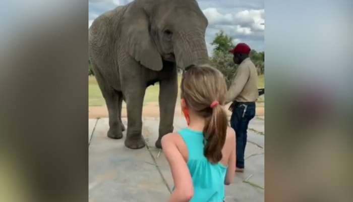 हत्तीनं लहान मुलीच्या डान्सची केली Mimicry, Video Viral 