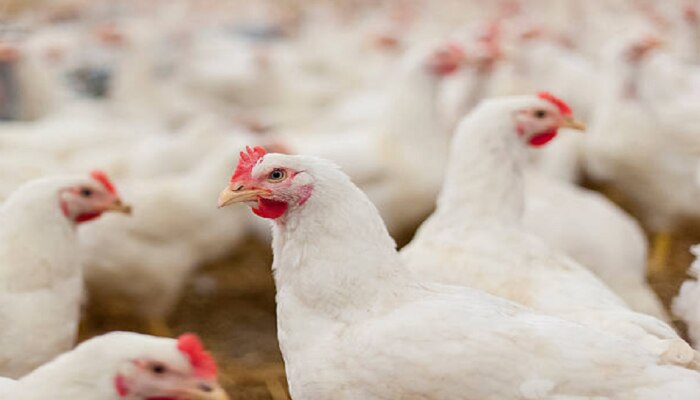 Fact Check :कोंबड्यांना लम्पी आजाराची लागण? चिकनप्रेमींसाठी महत्त्वाची बातमी