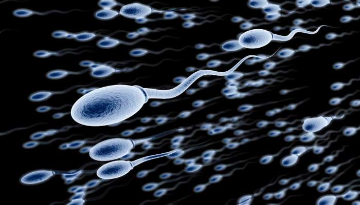 Sperm Count : शुक्राणूंची संख्या वाढवण्यासाठी पुरुषांनी &#039;या&#039; पदार्थांचे सेवन करावे