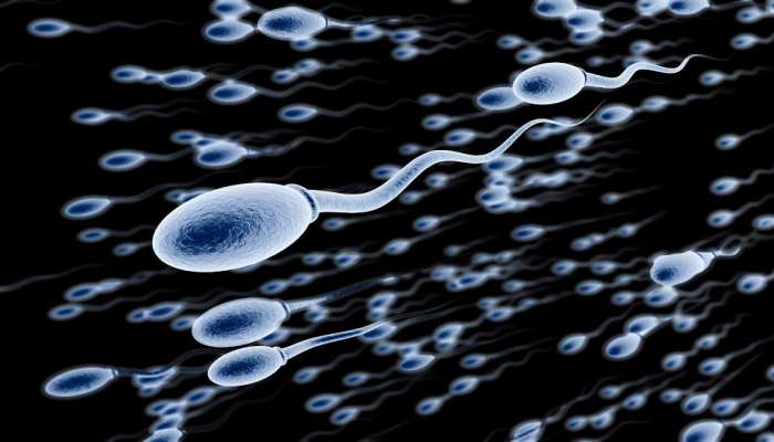 Sperm Count : शुक्राणूंची संख्या वाढवण्यासाठी पुरुषांनी 'या' पदार्थांचे सेवन करावे