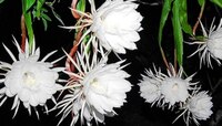 Brahm Kamal given good luck and prosperity if you see