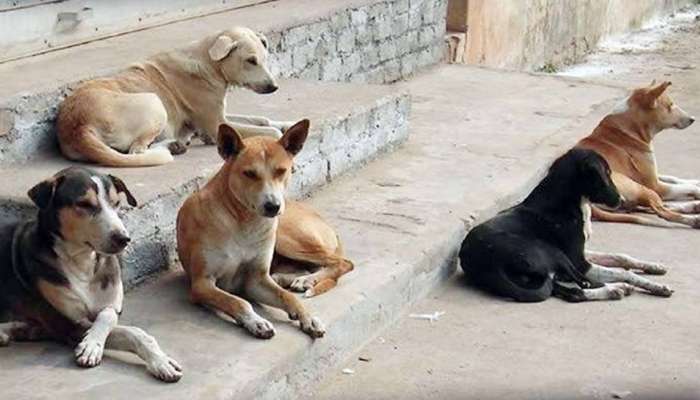 Dog Chase: या दोन गोष्टी करून पाहा, कुत्रे मागे लागणार नाहीत...