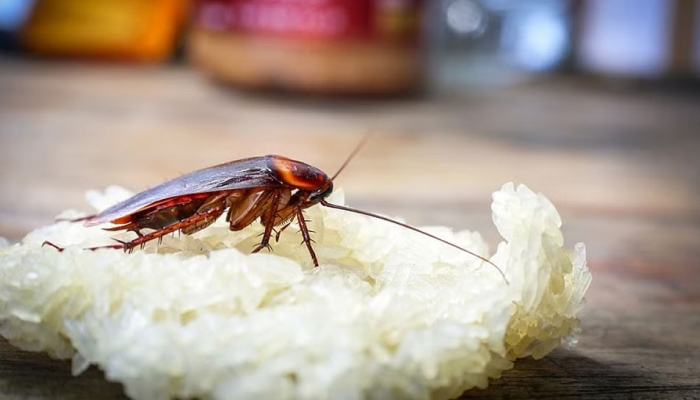 Cockroach Mosquito-fly Remedies: 'हा' उपाय समूळ नष्ट करेल माशा, मच्छर आणि झुरळांनी मांडलेला उच्छाद 