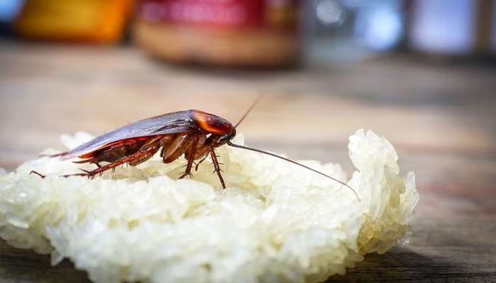 घरात झुरळं कानाकोपऱ्यात लपून बसतायत? असा तयार करा घरगुती स्प्रे...