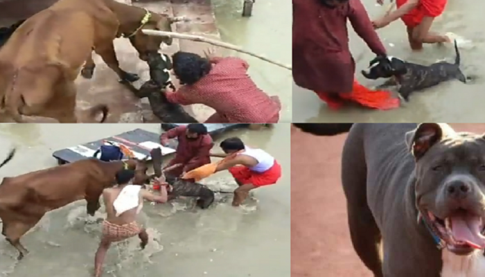 अरे देवा! पिटबुलनं घेतला गाईचा चावा; Video पाहून येईल अंगावर काटा