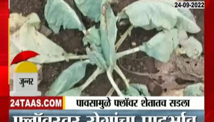 Junnar Crop loss In Heavy Rainfall 