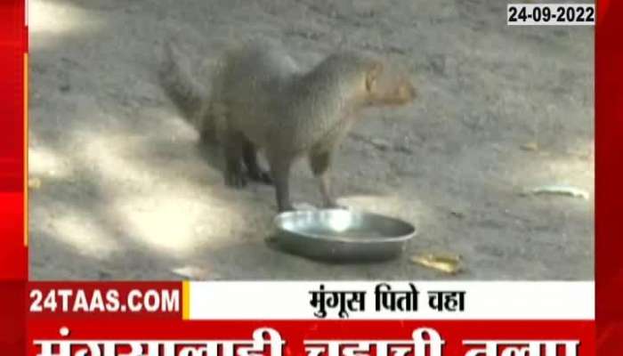 Mongoose Drinks Tea Daily At Pandharpur