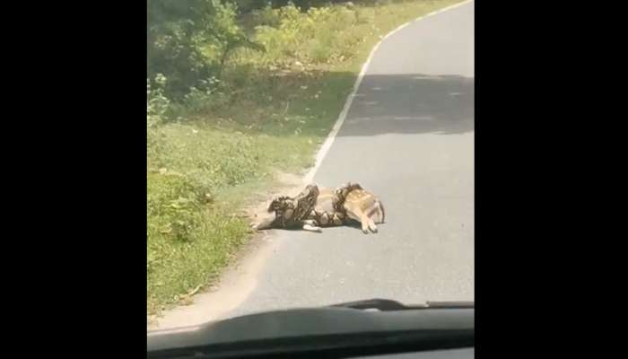 Viral Video: अजगराने त्याला घट्ट मिठीत पकडलं होतं, हरिणाचा जीव जाणार तोच तिथे आला देवदूत आणि...