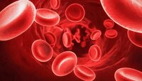 Low Hemoglobin: झपाट्याने रक्तातील हिमोग्लोबिन वाढवतात या गोष्टी