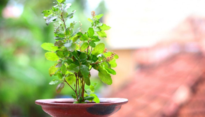 Tulsi Rules: तुळशीचे 2 प्रकार; घरात कोणत्या प्रकारची तुळस लावणं शुभं, वाचा...!