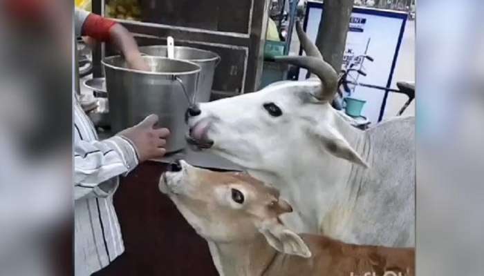 गाय-वासराला लागली पाणी पुरीची चटक, Video Viral 