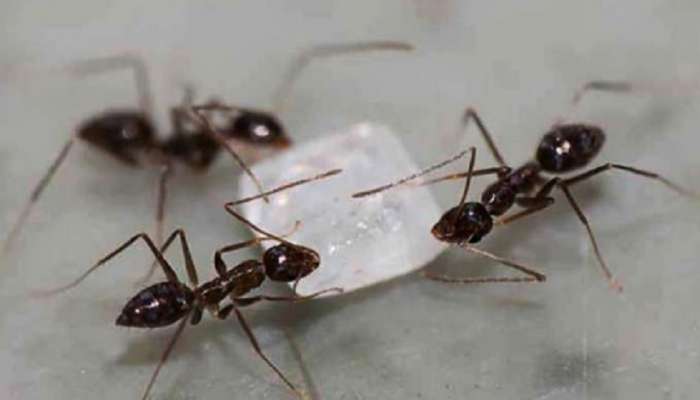 Knowladge News: पृथ्वीतलावर किती मुंग्या आहेत माहिती आहे का? जाणून घ्या मानवाला कसा होतो फायदा
