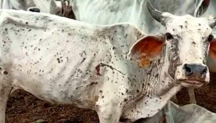 Lampi Virus : जनावरं होणार लम्पीमुक्त! 'ही' उपचार पद्धती ठरणार रोगावरचं ब्रम्हास्त्र 