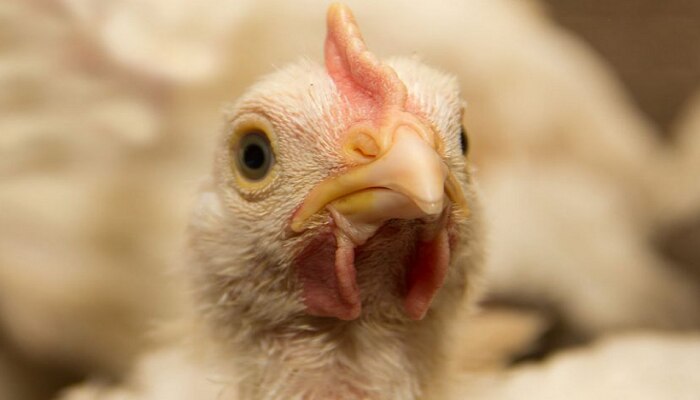Lampi Virus in Chicken :  तुमच्या चिकनमध्ये लंपी व्हायरस?