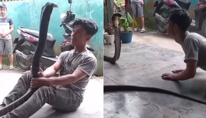 video:सापासोबत डान्स करणं पडलं महागात.. आणि झालं असं कि.. 