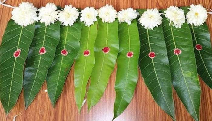 शुभ कार्यात फक्त आंब्याच्या झाडाचीच पानं का वापरतात; तुम्हाला माहितीये का कारण?