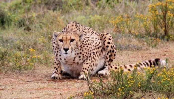 मध्य प्रदेशातील Cheetah देणार Good News; देशात चित्त्यांची संख्या वाढण्याची 'आशा'