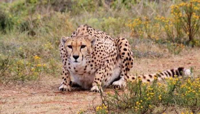 मध्य प्रदेशातील Cheetah देणार Good News; देशात चित्त्यांची संख्या वाढण्याची &#039;आशा&#039;