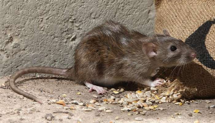 Rats Problem: तर उंदीर घरात कधीही दिसणार नाहीत, हे 5 घरगुती उपाय एकदा करुन पाहा; डोकेदुखी कायमची होईल दूर 