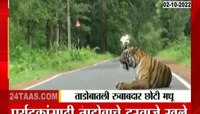 Video | रस्त्यावर ऐटीत बसला वाघ, नाव छोटी मधू, पाहा व्हिडिओ