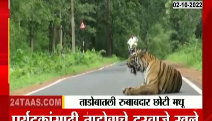 A tiger, named Chhoti Madhu, sat on the road, watch the video
